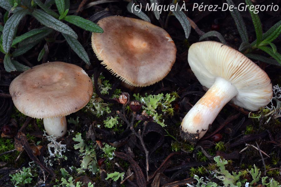 Russula cistoadelpha