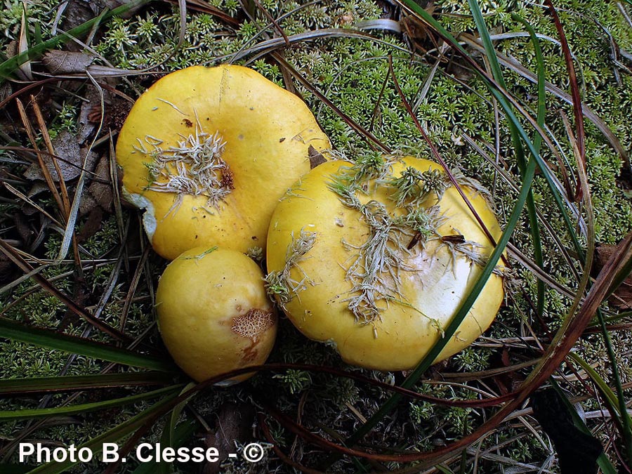 Russula claroflava