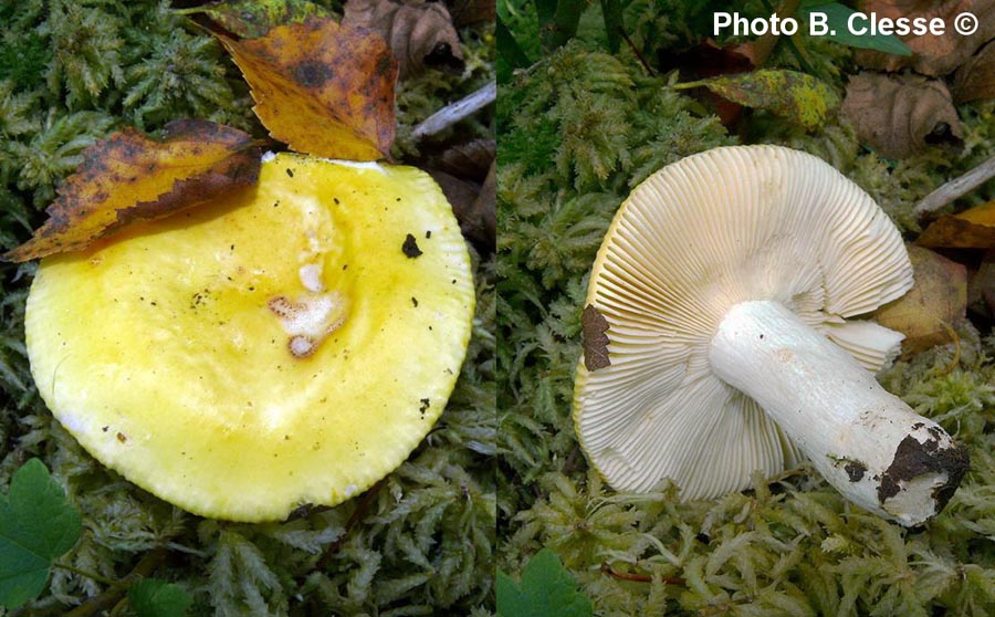 Russula claroflava