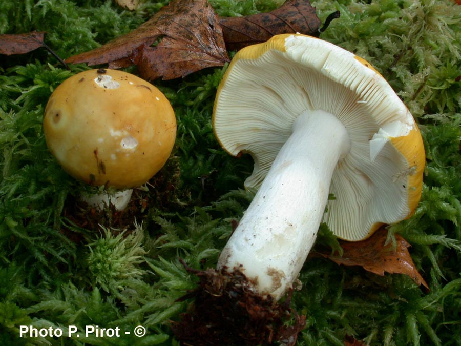 Russula claroflava