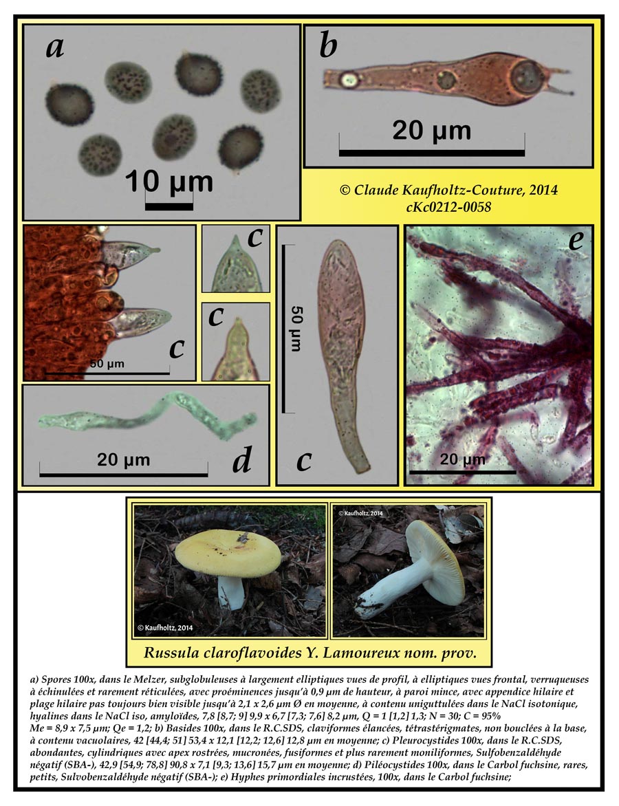 Russula claroflavoides