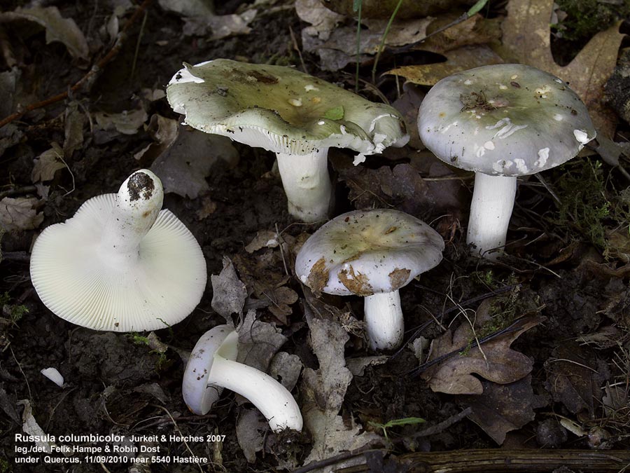Russula columbicolor