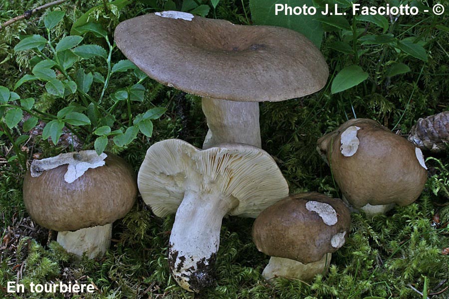 Russula consobrina