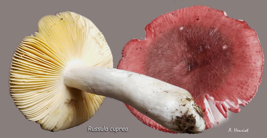 Russula cuprea