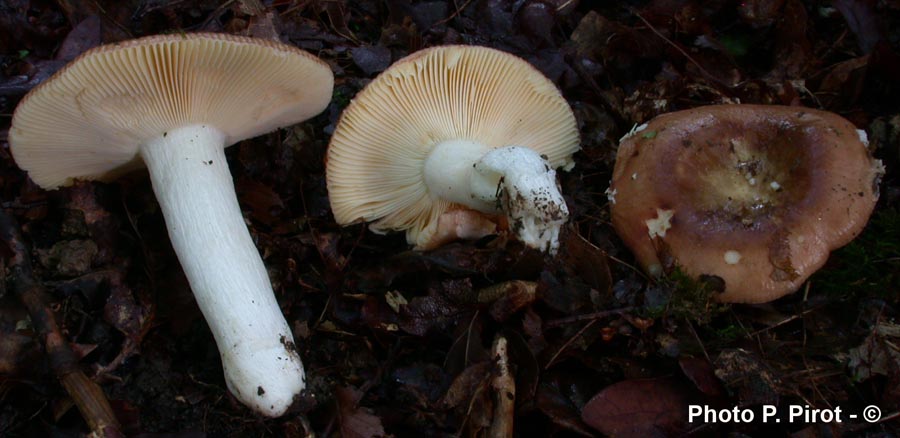 Russula cuprea