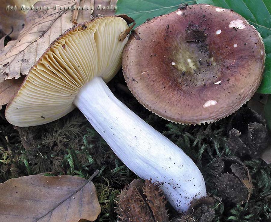 Russula cuprea