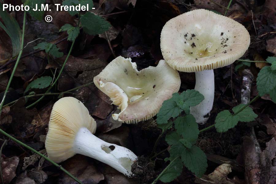 Russula cuprea