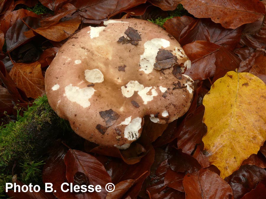 Russula curtipes