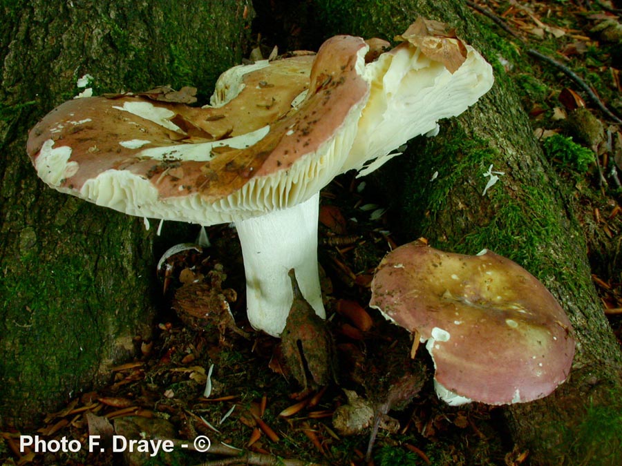 Russula curtipes