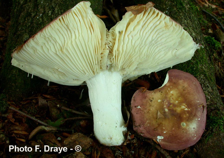 Russula curtipes