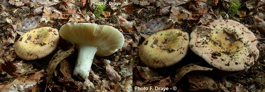 Russula curtipes