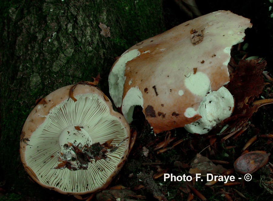 Russula curtipes