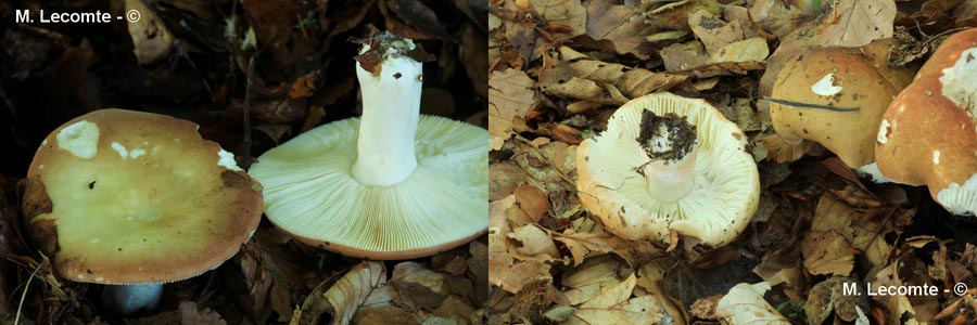 Russula curtipes