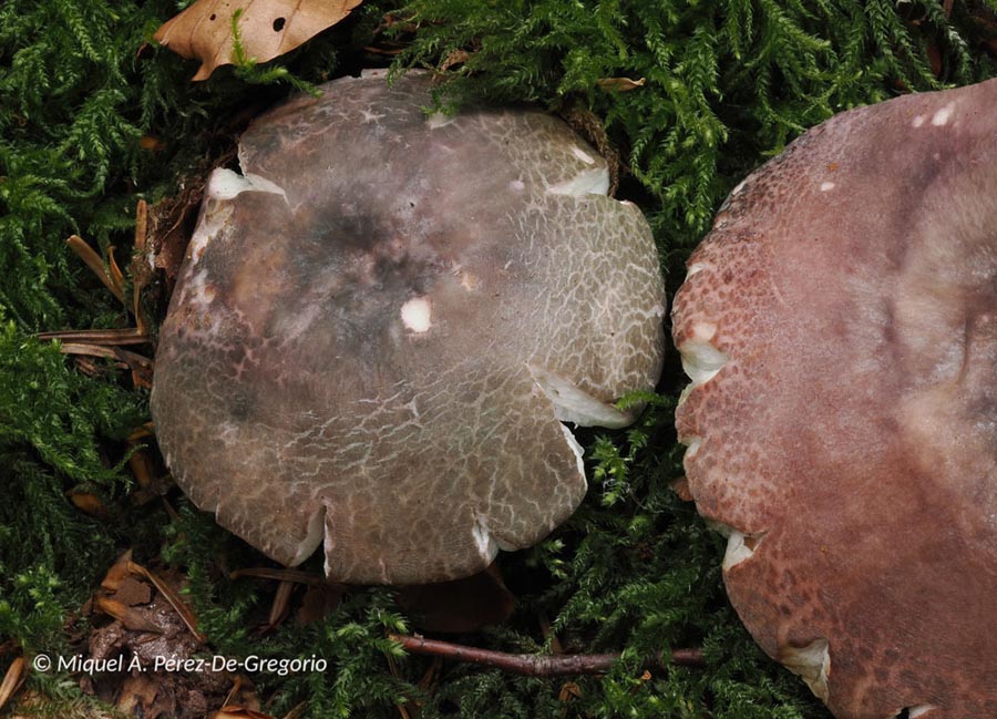 Russula cutefracta