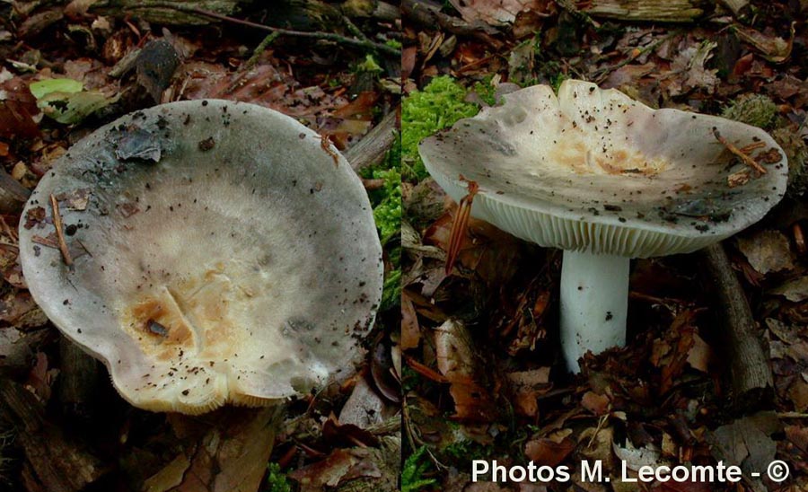 Russula cyanoxantha