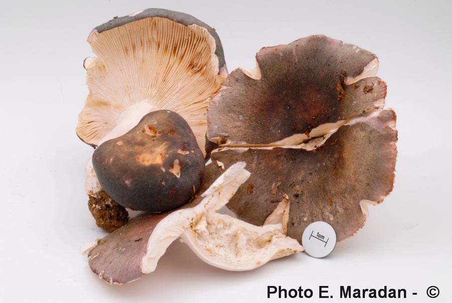 Russula cyanoxantha