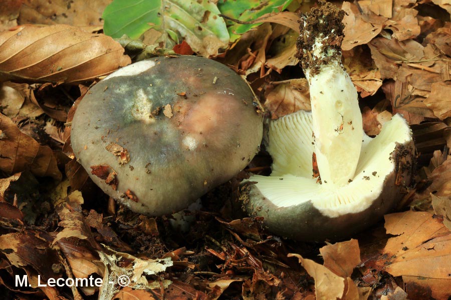 Russula cyanoxantha