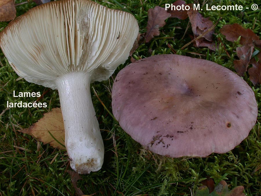 Russula cyanoxantha