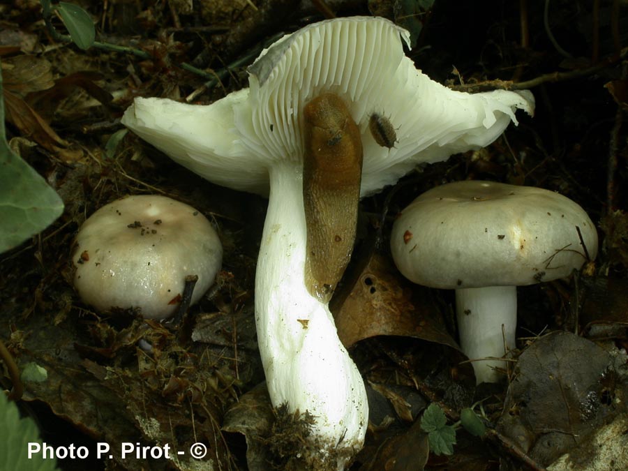 Russula cyanoxantha