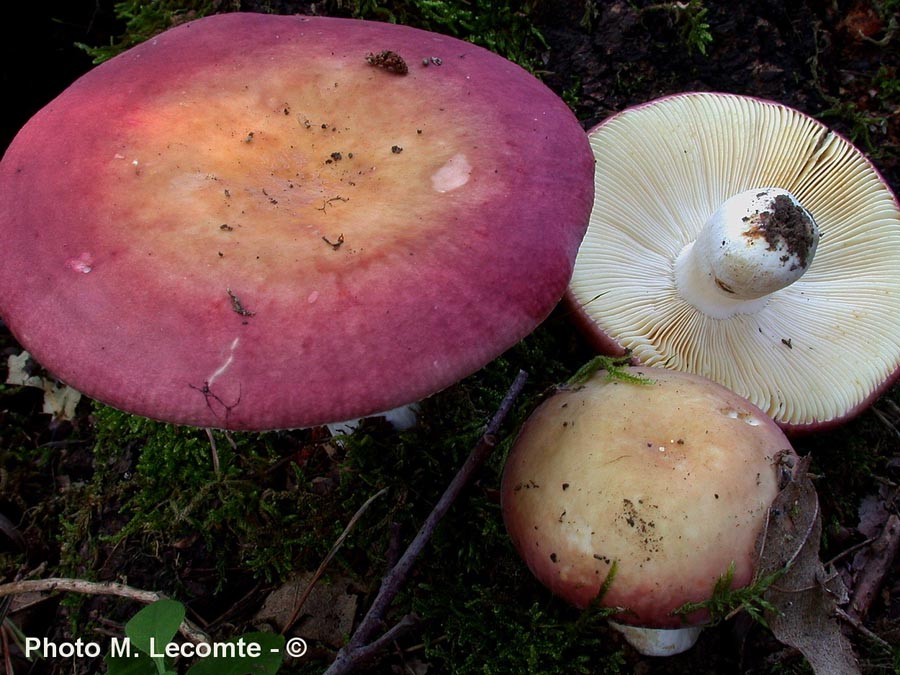 Russula decipiens