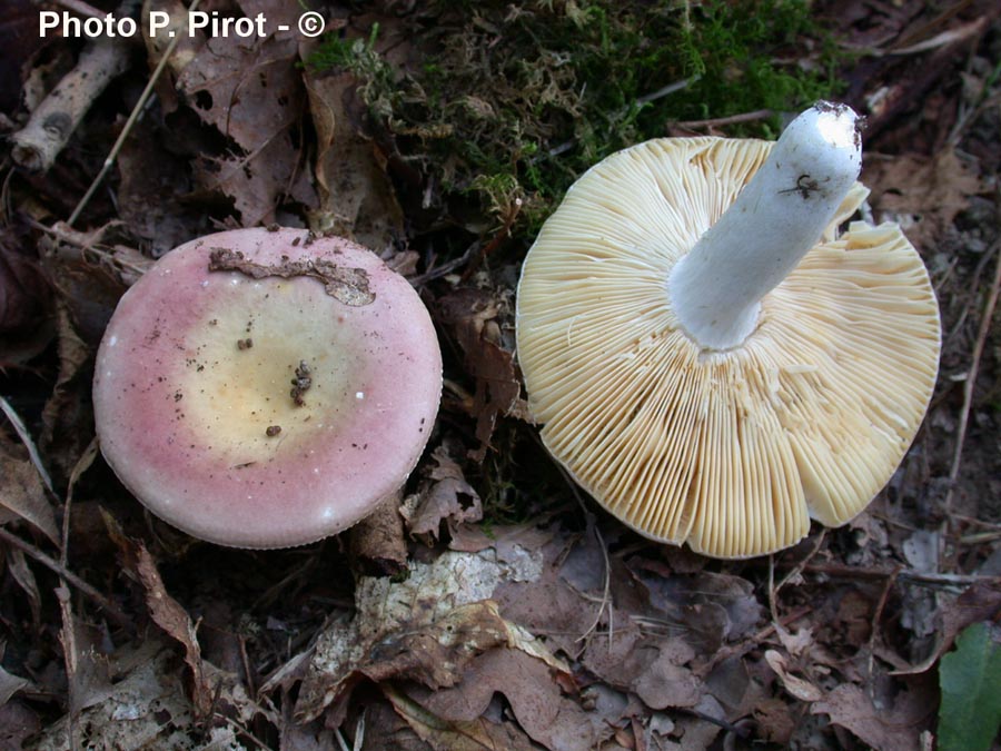 Russula decipiens