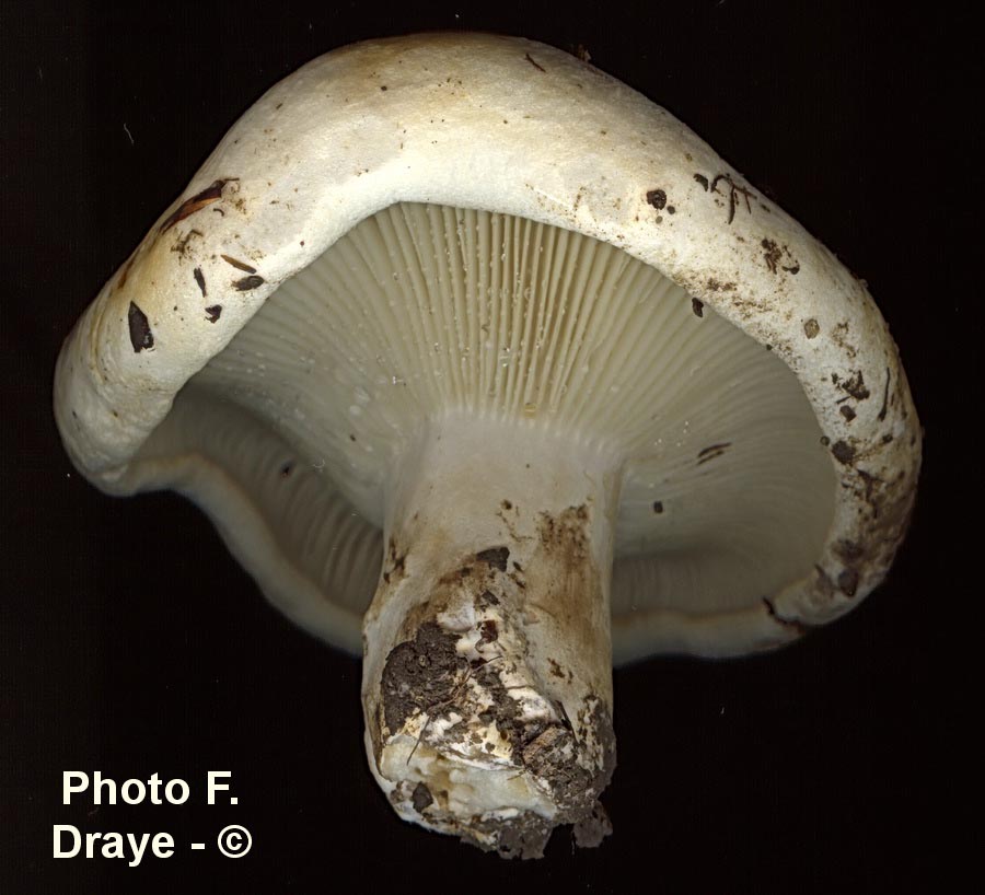 Russula delica