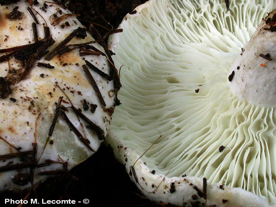 Russula delica