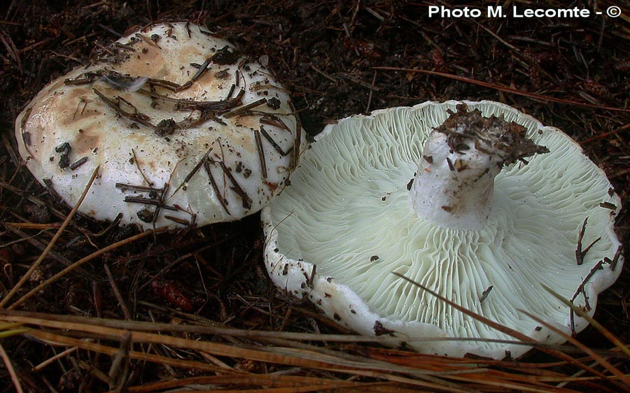 Russula delica