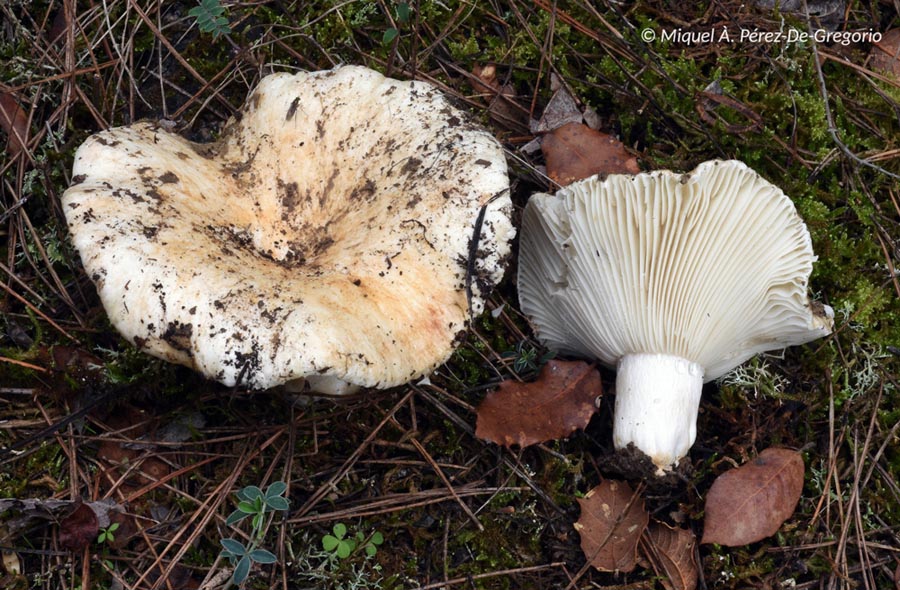 Russula delica