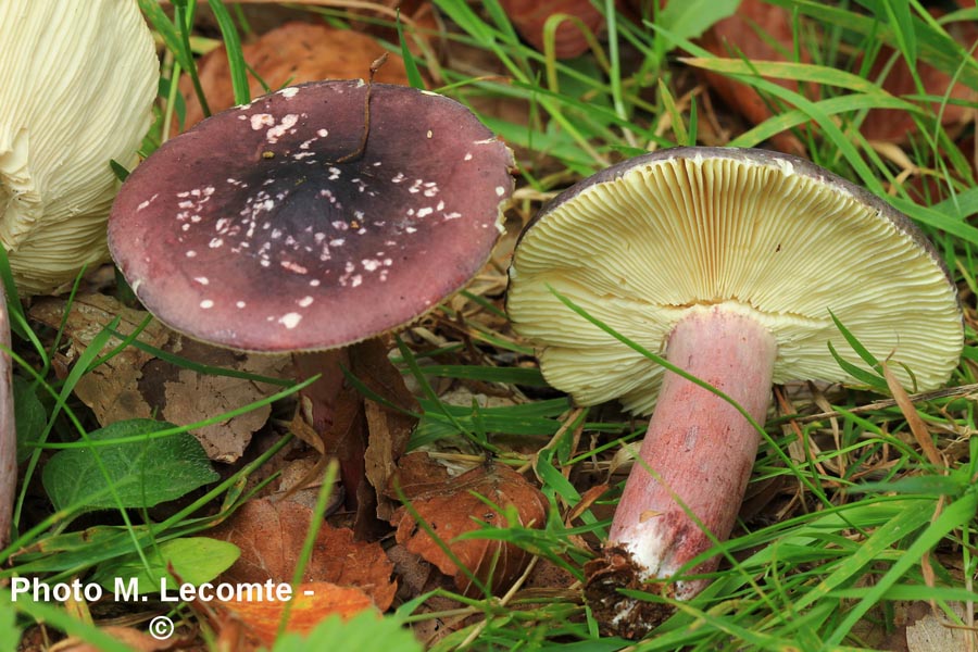 Russula drimeia (Russula sardonia)