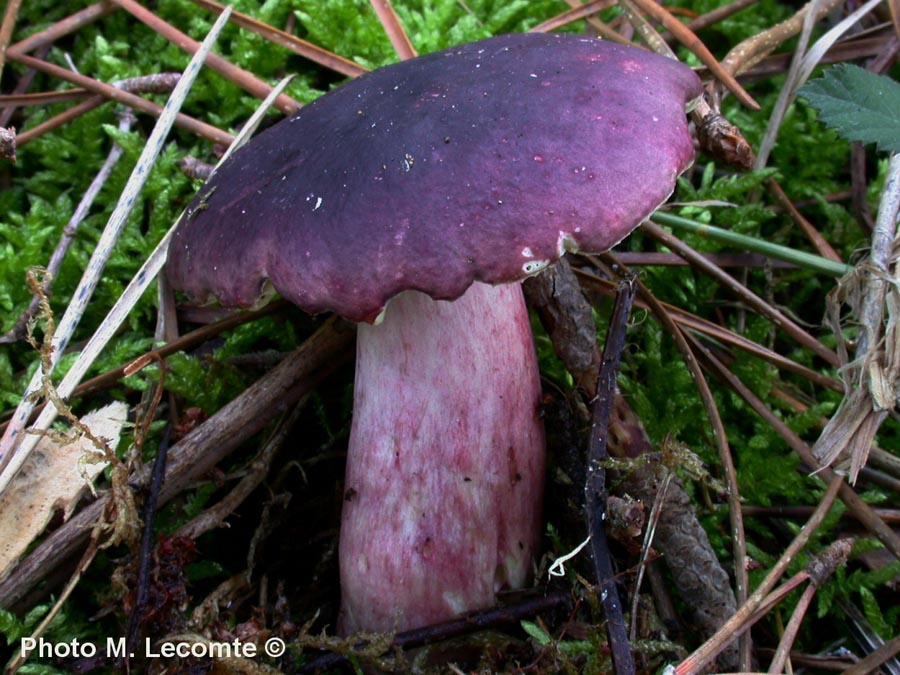 Russula drimeia (Russula sardonia)