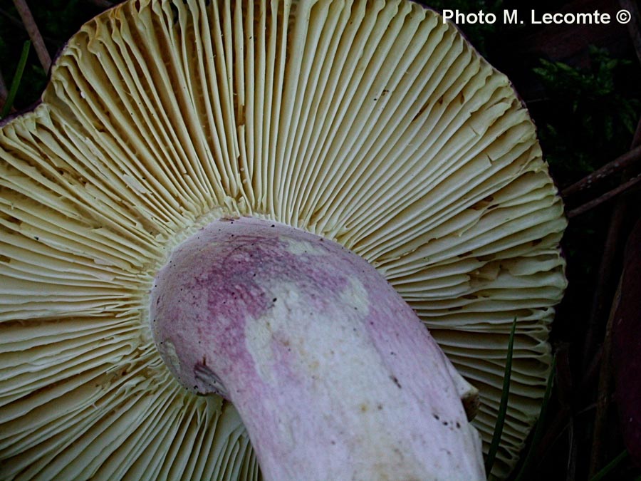 Russula drimeia (Russula sardonia)