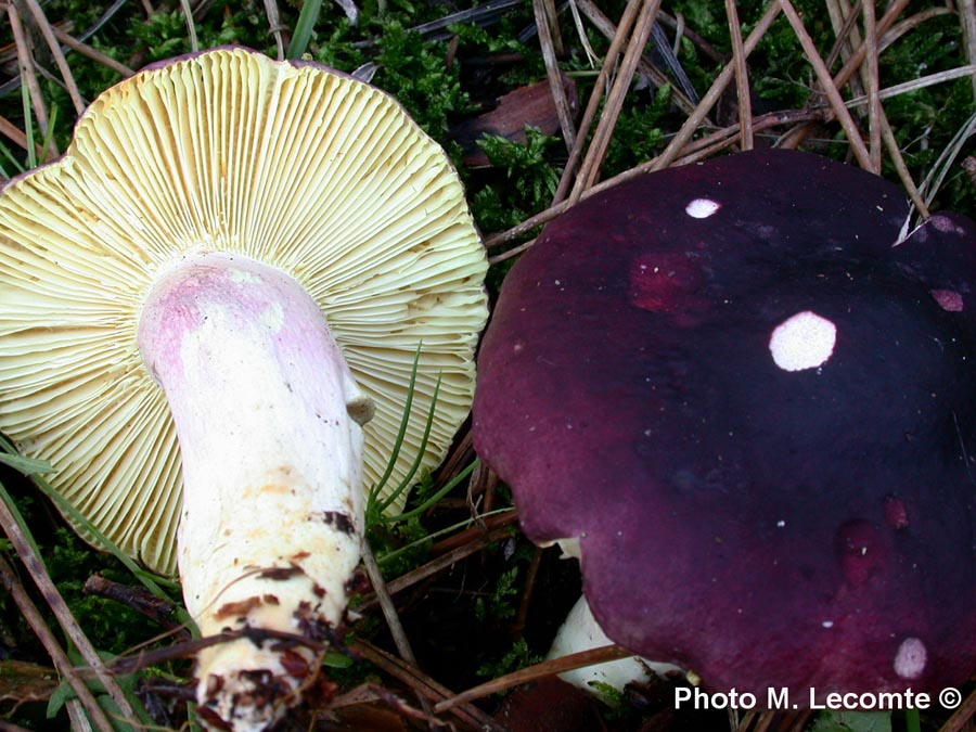 Russula drimeia (Russula sardonia)