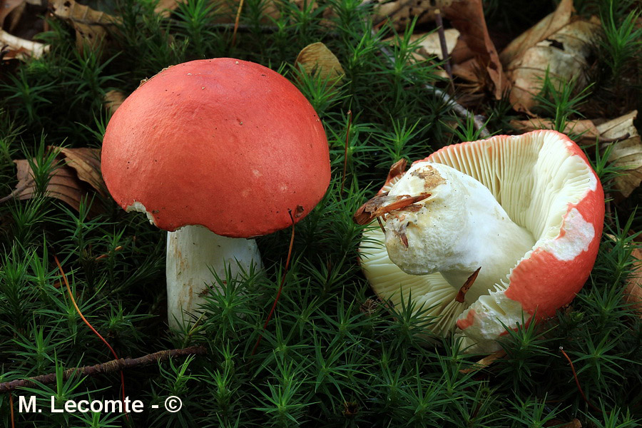 Russula emetica var. silvestris