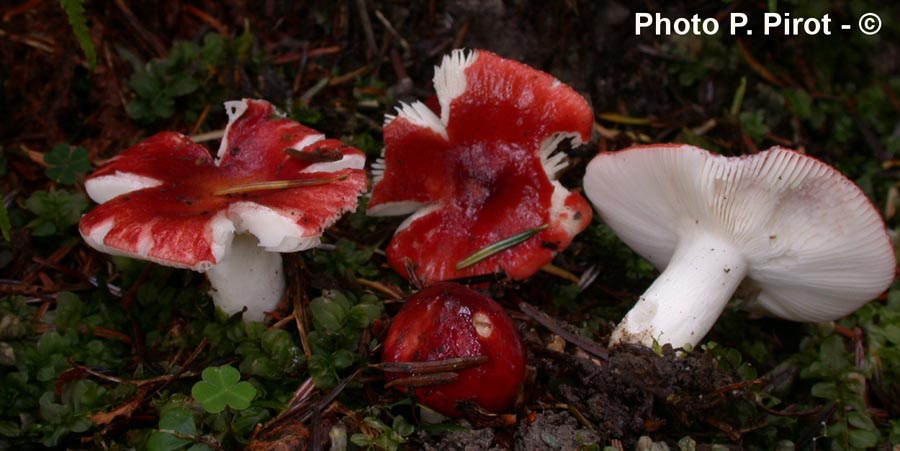 Russula emetica