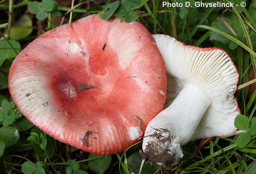 Russula emeticicolor