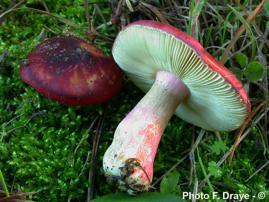 Russula erythropoda