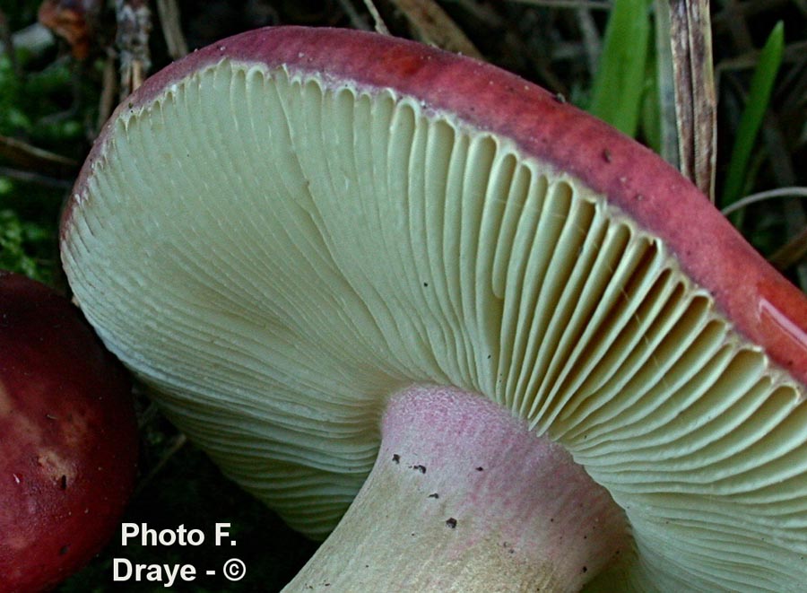 Russula erythropoda