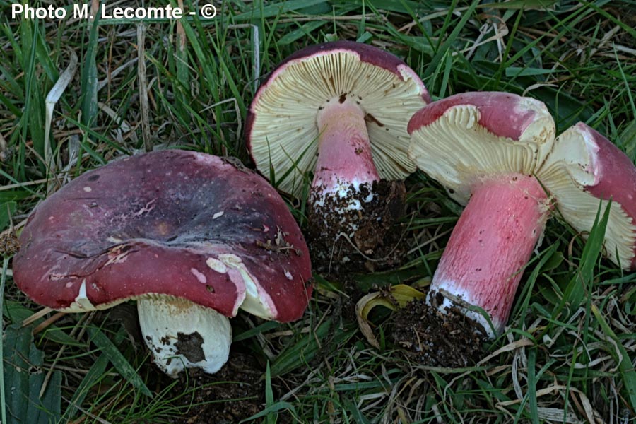 Russula erythropoda