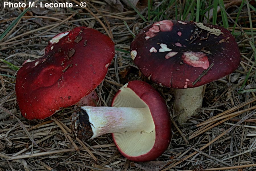 Russula erythropoda