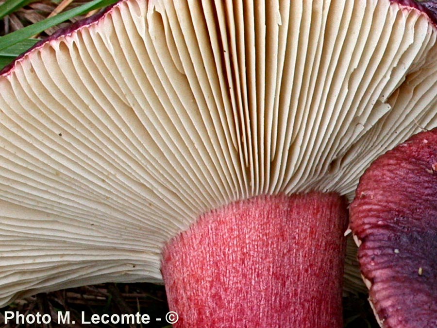 Russula erythropoda