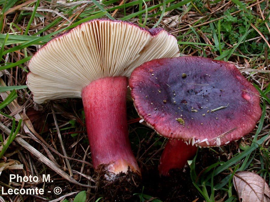 Russula erythropoda