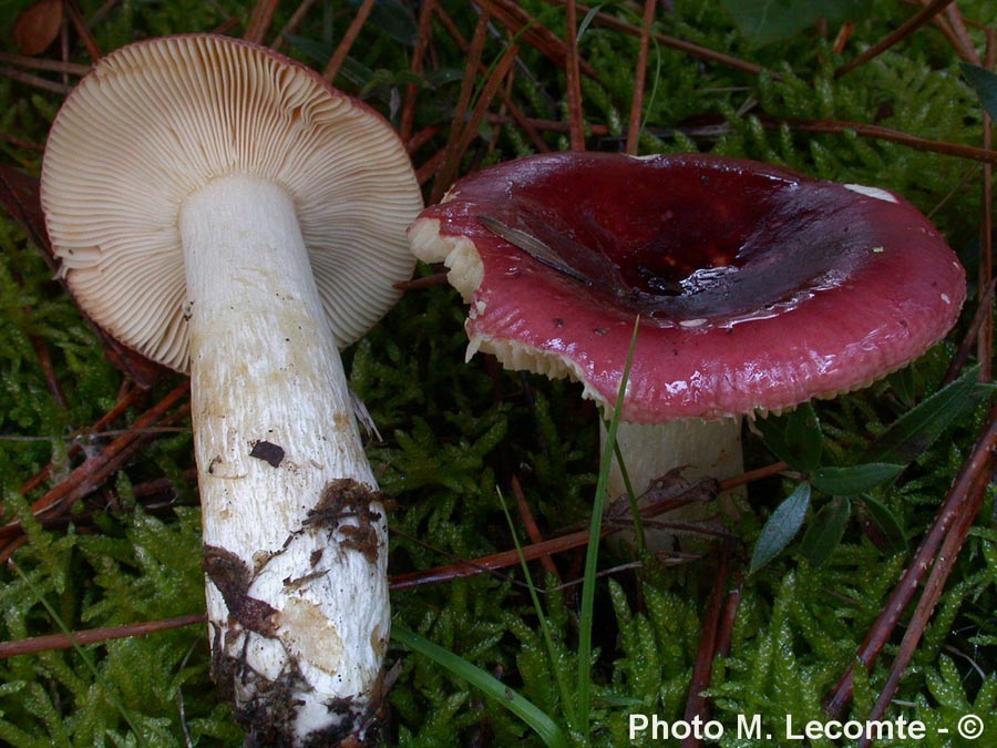 Russula erythropoda