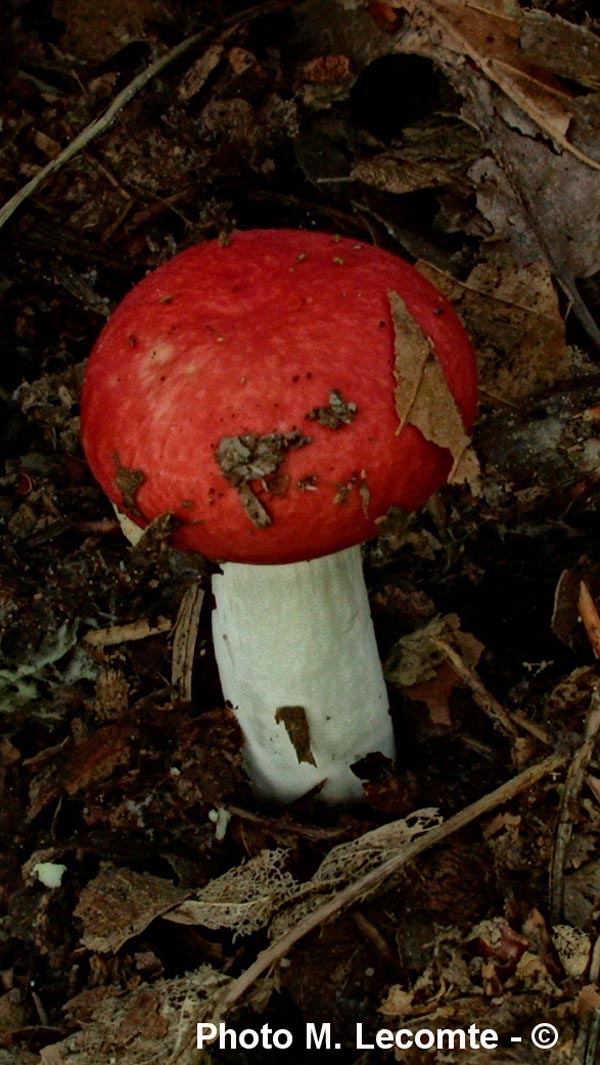 Russula fageticola