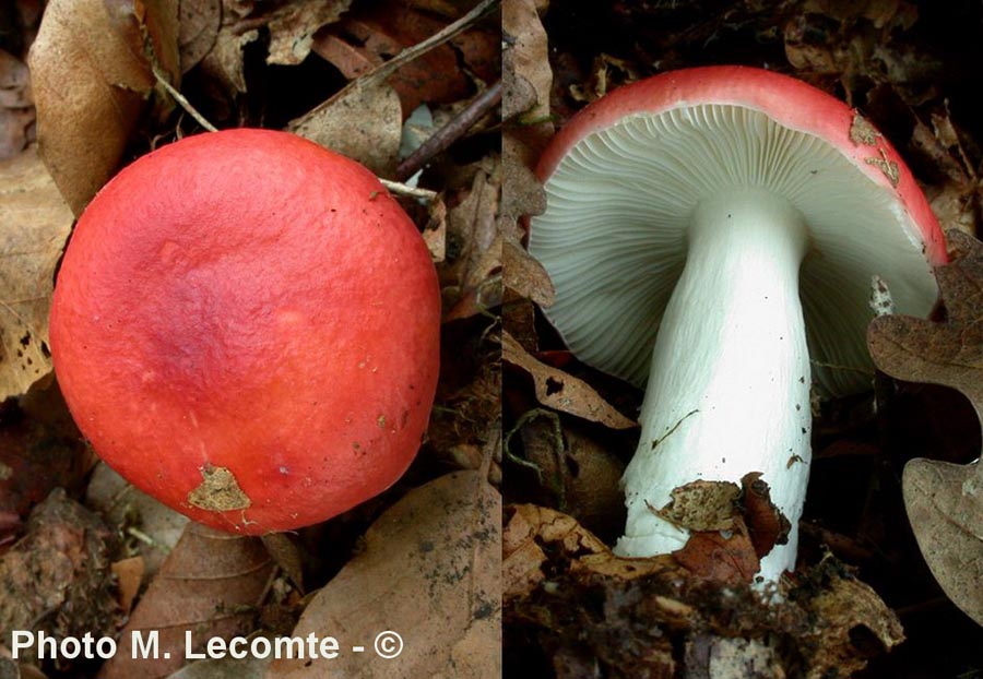 Russula fageticola