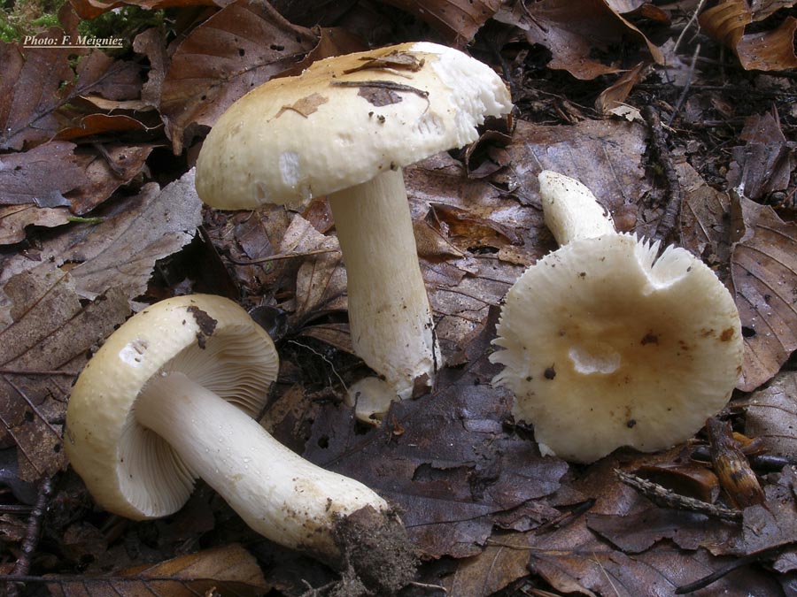 Russula fellea