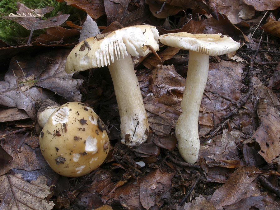 Russula fellea