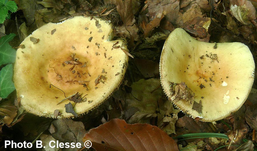 Russula fellea