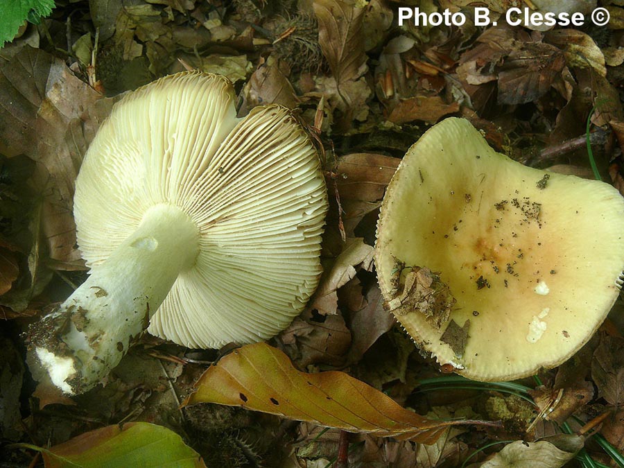 Russula fellea