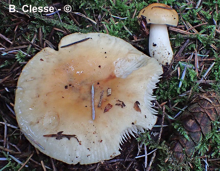 Russula fellea